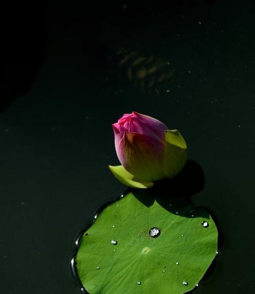 黑色莲花（黑色莲花的意义与象征——带给我们的力量与勇气）