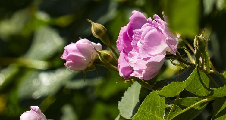 红蔷薇花语（红蔷薇的花语与代表意义）