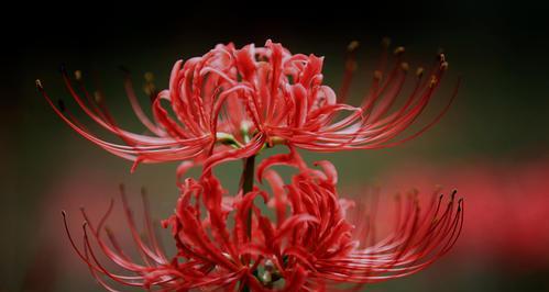 红色丁香花的花语与意义（红色丁香花的象征及传达的情感）