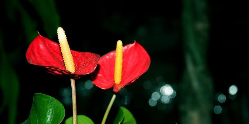 红掌花的花语与寓意（探索红掌花背后的深意）