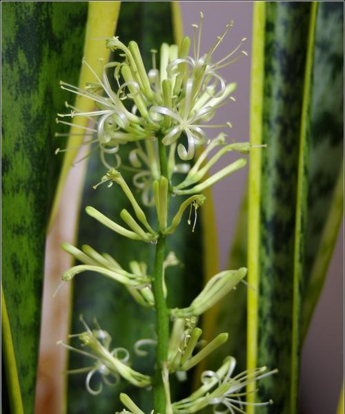 虎皮兰的花开之寓意与象征（探寻虎皮兰花朵的象征意义及开花寓意）