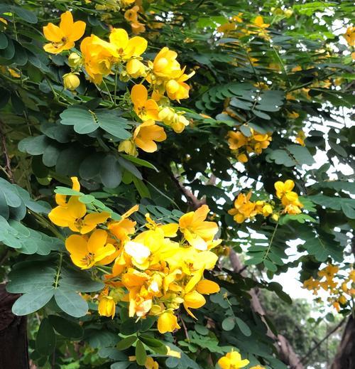 《槐花绽放多彩，花语传递情感》（探寻槐花不同颜色与花语的奥秘）