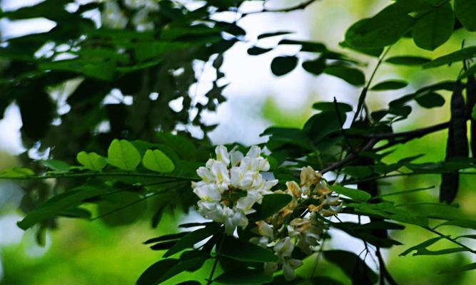 《槐花绽放多彩，花语传递情感》（探寻槐花不同颜色与花语的奥秘）