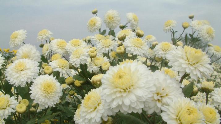 黄菊花花语（传递希望与坚韧的花朵）