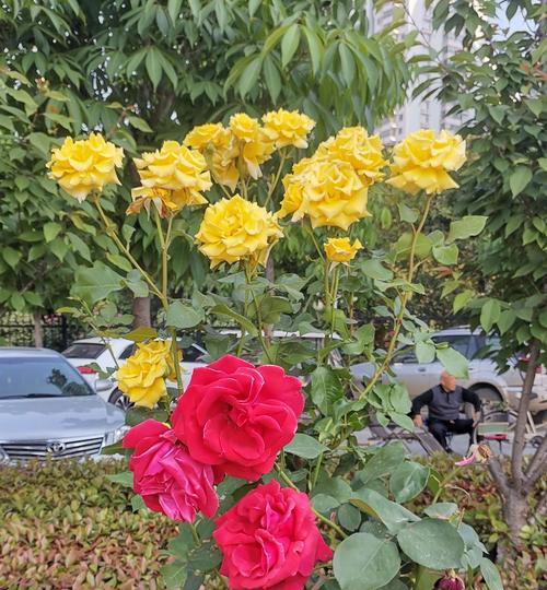 黄色月季花的寓意与象征（探索黄色月季花的深层意义）