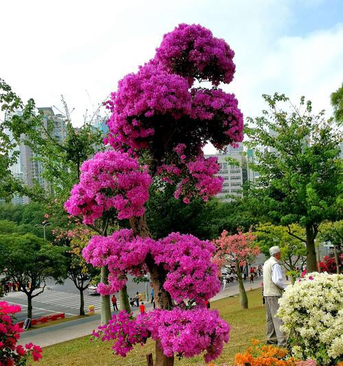 黄山市花杜鹃花的象征与意义（探究黄山市花杜鹃花的文化意蕴与自然价值）