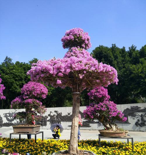 黄山市花杜鹃花的象征与意义（探究黄山市花杜鹃花的文化意蕴与自然价值）