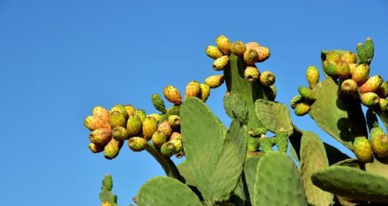 仙人掌类植物有哪些（家里常用仙人掌的品种）