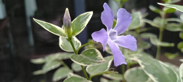 蔓长春花植物介绍（蔓长春花的养殖方法讲解）