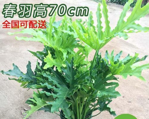 房间放什么植物可以净化空气（适合放卧室的植物推荐）