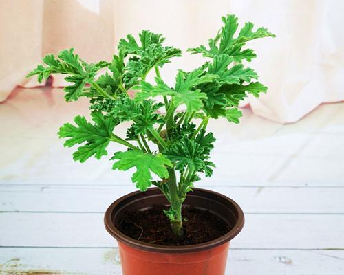 室内种什么植物可以驱蚊（适合室内驱蚊的植物推荐）