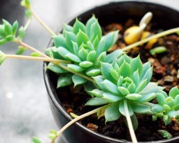 室内种什么植物可以驱蚊（适合室内驱蚊的植物推荐）