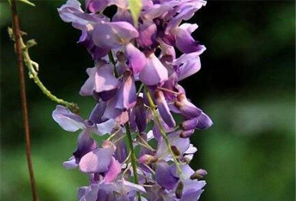 紫藤花什么时候开（观赏紫藤花花期简介）