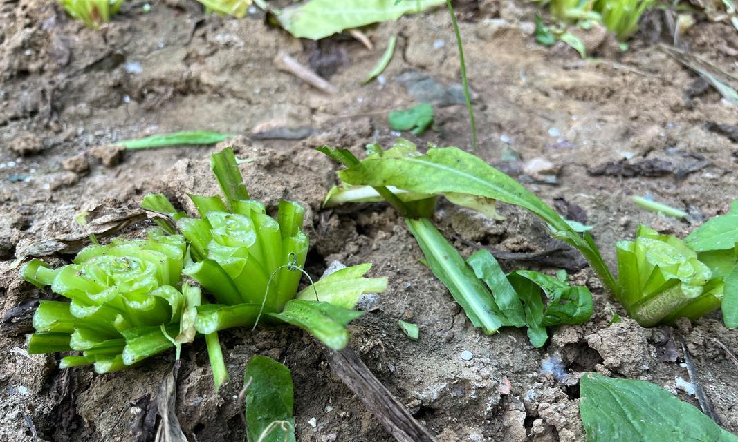 菊苣种植方法和时间