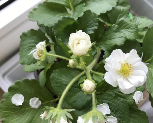 草莓的花是什么颜色的（简述草莓花的种植方法）