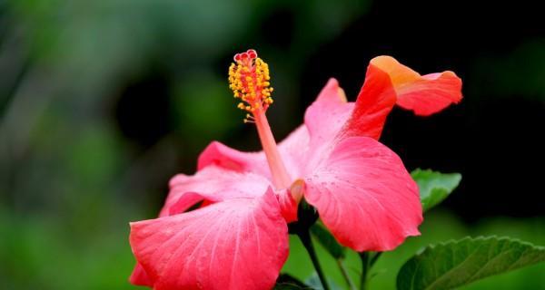 什么花夏天开放（盘点10种代表夏天的花）