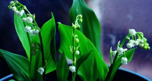 铃兰花什么时候种（铃兰花的种植方法和时间）