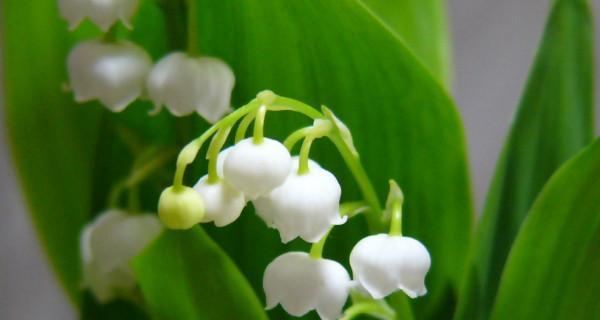 铃兰花什么时候种（铃兰花的种植方法和时间）