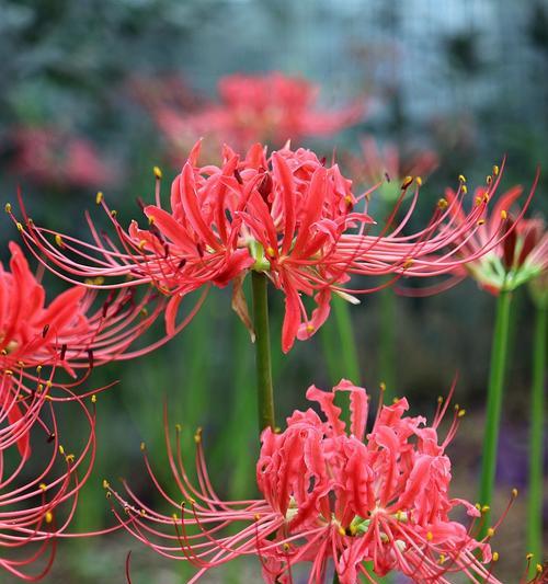 石蒜花和彼岸花一样吗（关于石蒜花和彼岸花的不同寓意）