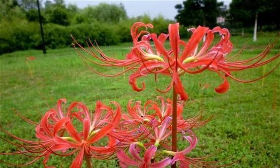 石蒜花和彼岸花一样吗（关于石蒜花和彼岸花的不同寓意）