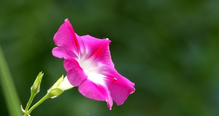 牵牛花什么季节开放（有关牵牛花的花期时间）