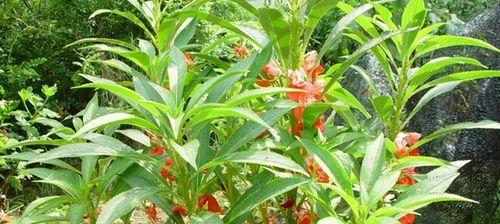 凤仙花的种子该怎么种（详解凤仙花的种植方法）