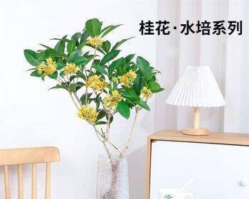 家庭桂花树的养法是什么（养殖桂花树的注意事项）