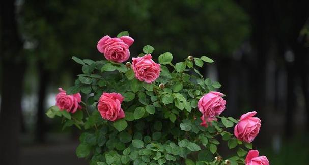 玫瑰花如何种植（玫瑰花种植方法与技巧）