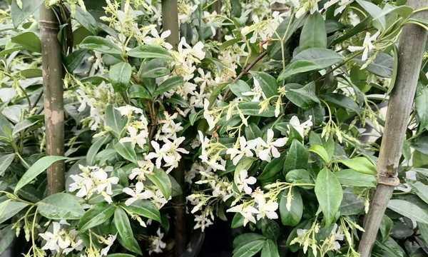 风车茉莉花期多长时间（有关风车茉莉的养护步骤）