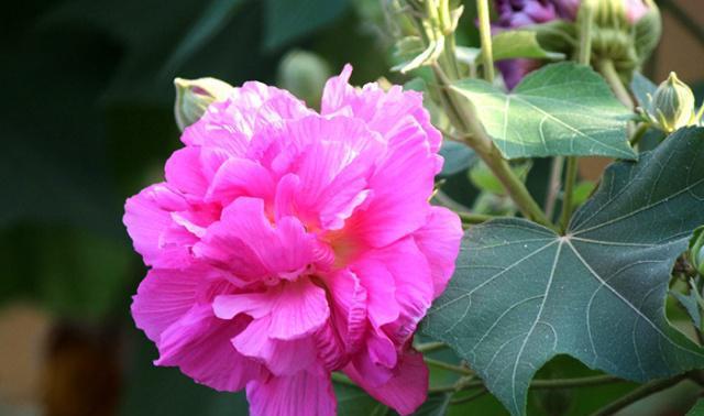 芙蓉花如何养护和浇水（盆栽芙蓉花的养殖技巧）