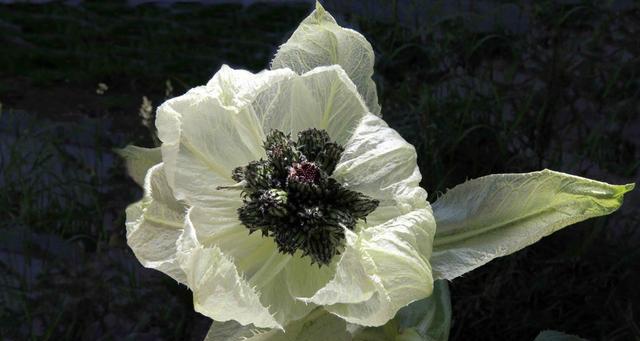 雪莲种植需要什么条件（关于雪莲花的栽培方式）