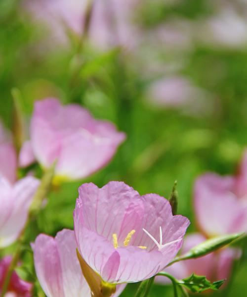 月见草什么时候开花（观赏月见草花期简介）