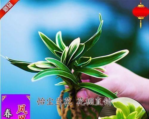 兰花怎么栽种（有关兰花的种植与栽培技术）