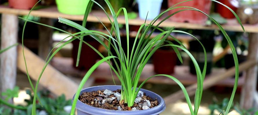 兰花怎么栽种（有关兰花的种植与栽培技术）