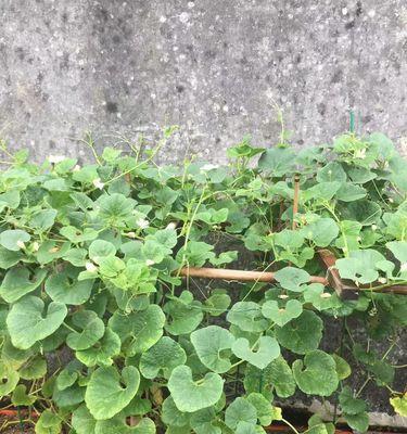 小葫芦种子怎么种植（葫芦种植方法和管理）