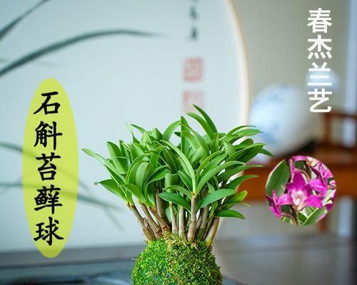 室内适合养什么植物（适合室内养的植物推荐）