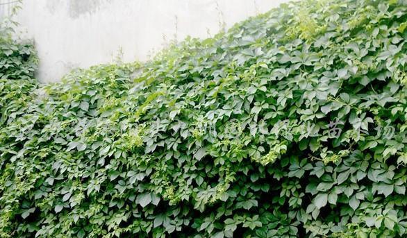 爬山虎怎样种植（爬山虎的种植方法讲解）