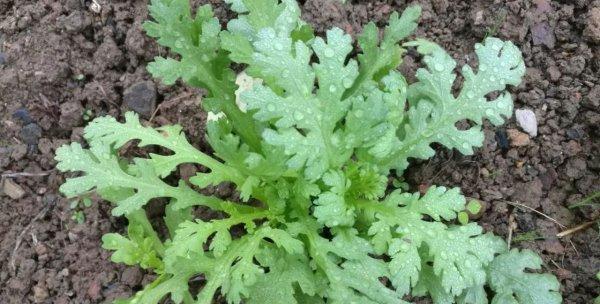 枫蒿什么季节播种（枫叶杞柳种植时间）