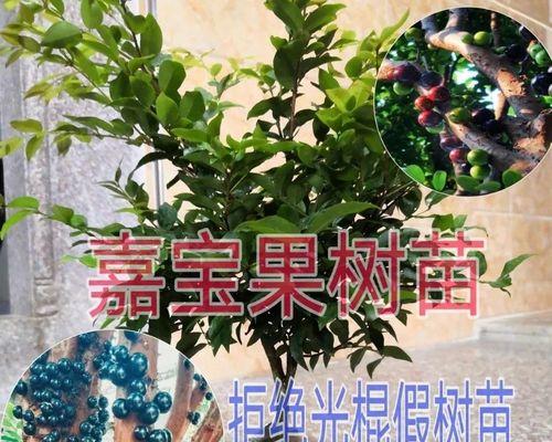 怎么种植葡萄（葡萄种植技术与管理）