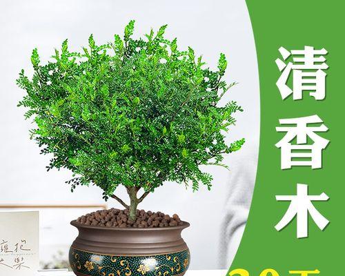 驱蚊草好养吗怎么养（驱蚊草的养护知识）