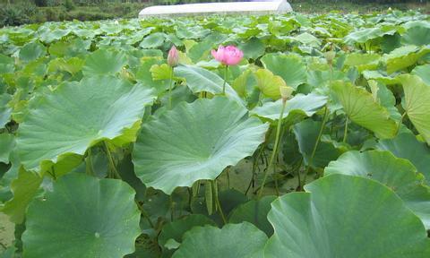 藕种怎么种植（详解莲藕的种植方法和时间）