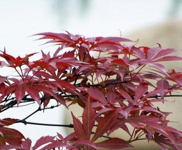 鸡爪枫树怎么养（鸡爪枫树的种植和管理技术）