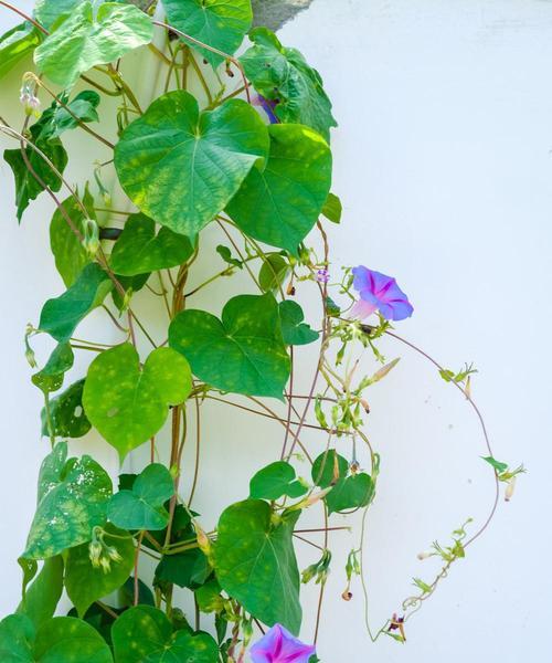 植物牵牛花有什么特点（牵牛花的特点和形态特征）