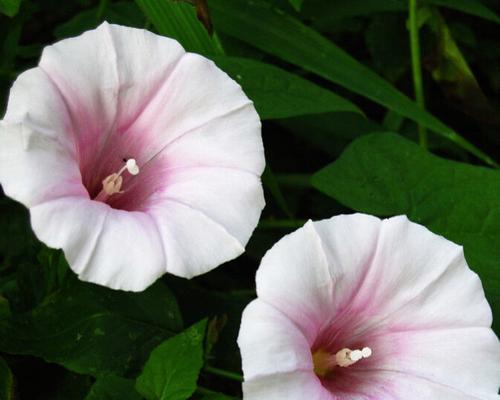 植物牵牛花有什么特点（牵牛花的特点和形态特征）