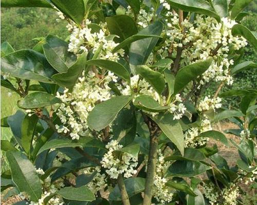 桂花树苗怎么嫁接（桂花嫁接时间与方法）