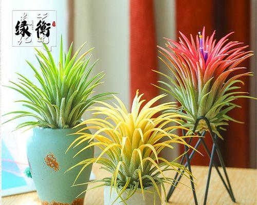 如何养绿植盆栽（家里适合养的花卉品种）