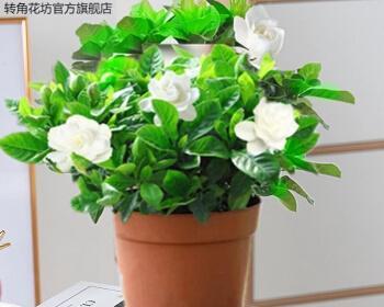 如何养绿植盆栽（家里适合养的花卉品种）