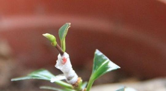 茶花什么时候嫁接（茶花嫁接时间和方法）