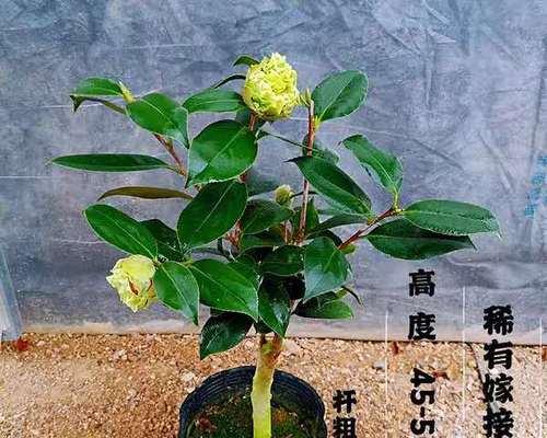 茶花什么时候嫁接（茶花嫁接时间和方法）