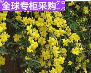 迎春花种子怎么种（迎春花种植时间和方法）